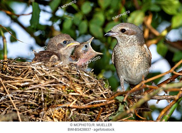 red-backed shrike (Lanius collurio), female sitting by begging baby birds at the nest, Germany