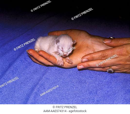 Himalayan Kitten, 2 days old