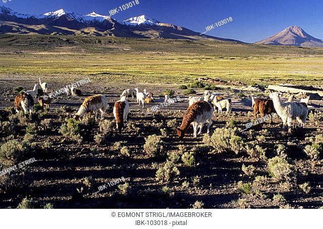 Alpacas on a bofedal near Colchane with Cerro Cabaray (6433 m), Isluga National Park, Chile