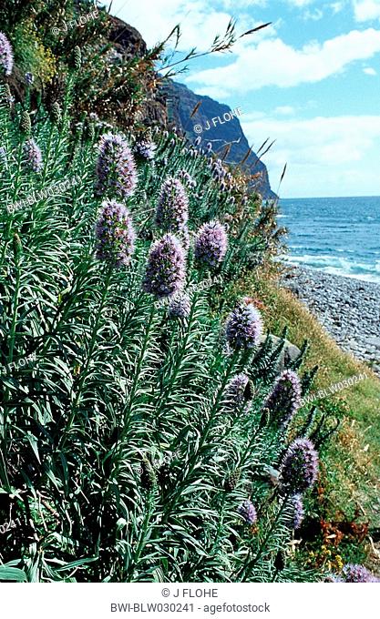 vipersbugloss, Pride of Madeira Echium nervosum, blooming plants at the coast, Portugal, Madeira