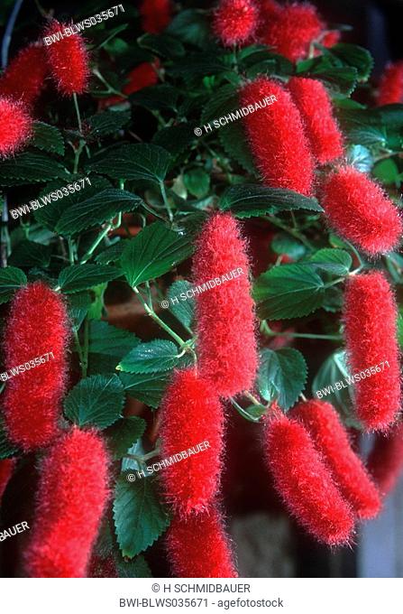 Trailing Red Cattail, Kittens Tail, Dwarf Chenille Plant, Red Cattail plant Acalypha hispaniolae, Acalypha pendula, blooming plant