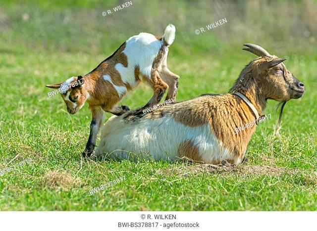 domestic goat (Capra hircus, Capra aegagrus f. hircus), goat kid climbs off the back of its mother, Germany, North Rhine-Westphalia