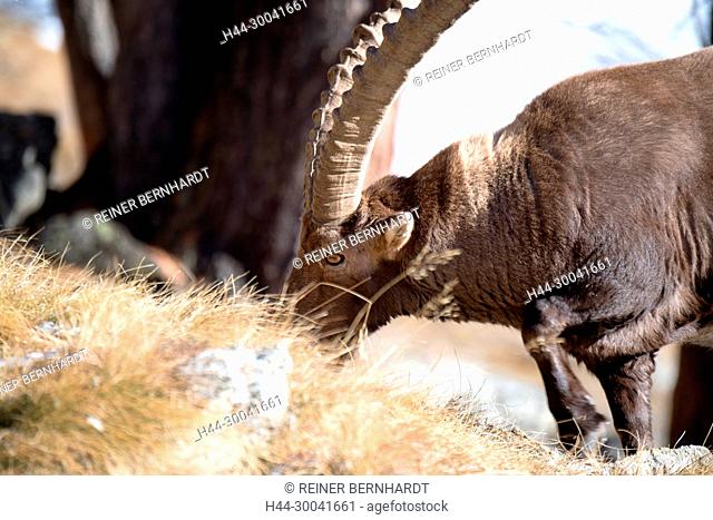 Bovidae, Boviden, Capra ibex, mountains, mountain goat, horns, Hochgebirge, horn-rimmed bearer, horns, cloven-hoofed animals, Capricorn, Capricorn in winter