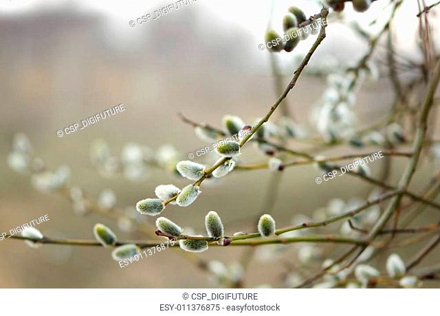 Willow Catkins in Early Spring