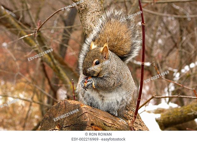 Gray Squirrel Sciurus carolinensis