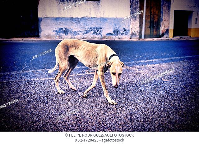 Street greyhound, Cordoba, Cordoba, Spain  Digitally edited to look like an old print