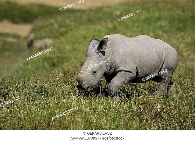 White Rhinoceros, ceratotherium simum, Calf standing on Grass, Nakuru Park in Kenya