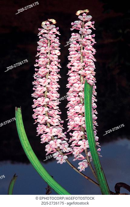 A well-known epiphytic orchid commonly known as the Foxtail orchid. Rhynchostylis Retusa. Family: Orchidaceae. The inflorences grow more than a foot long