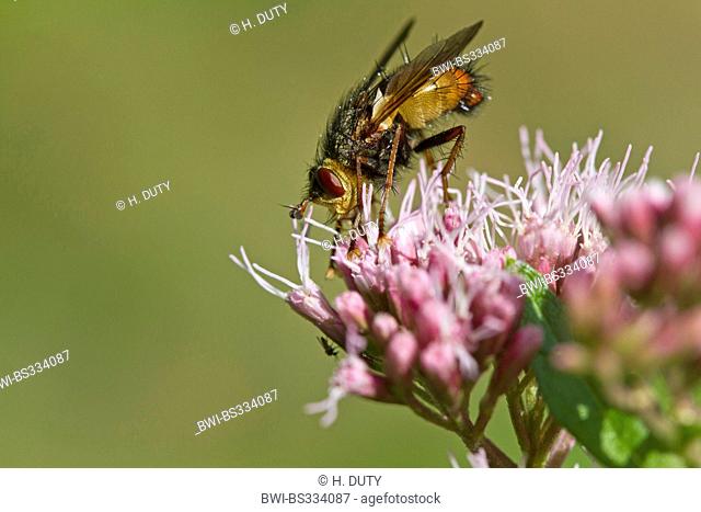 Parasite fly (Tachinidae), on inflorescence of boneset, Germany, Mecklenburg-Western Pomerania