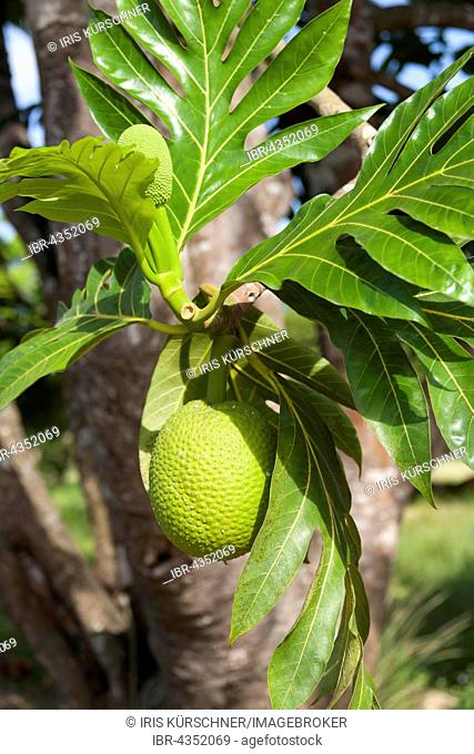 Breadfruit (Artocarpus altilis), Guadeloupe, Lesser Antilles, Caribbean