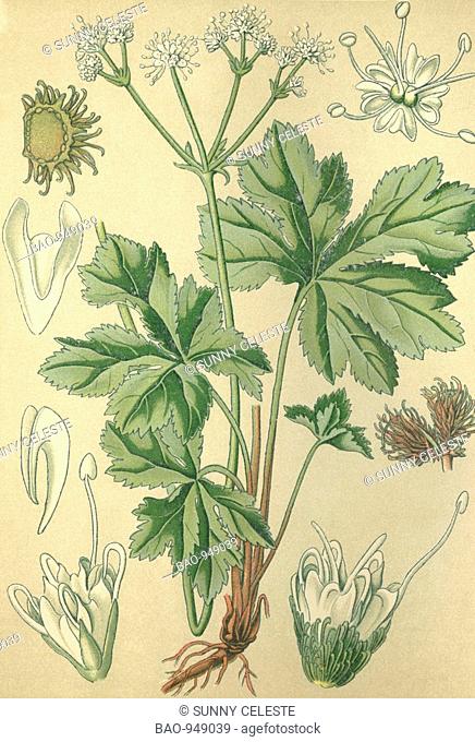 Historical chromo image 1880 of medicinal plant sanicle, wood sanicle, Sanicula europaea