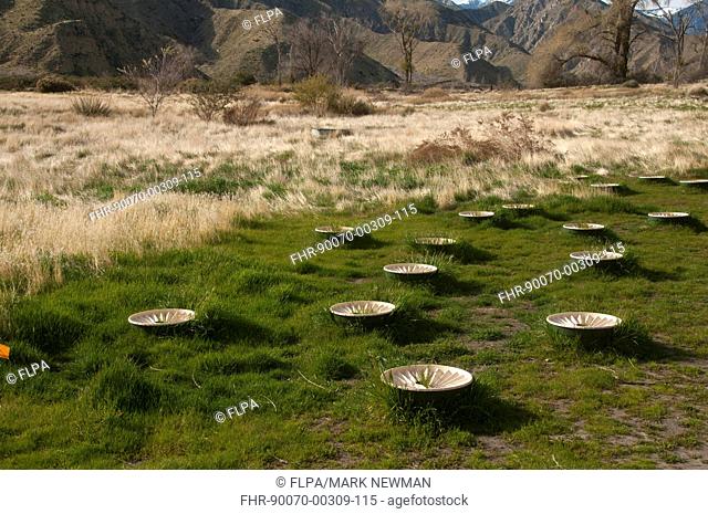 Groasis Waterboxx, plastic boxes designed to help grow trees in desert, Whitewater Preserve, Southern California, U S A