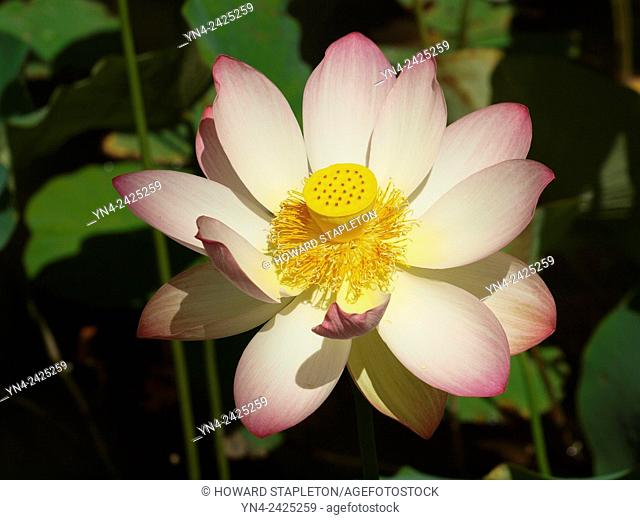 Lotus flower, Nelumbo nucifera. In Buddhism the Lotus represents fortune, purification and faithfulness. It is also known as Indian lotus, sacred lotus