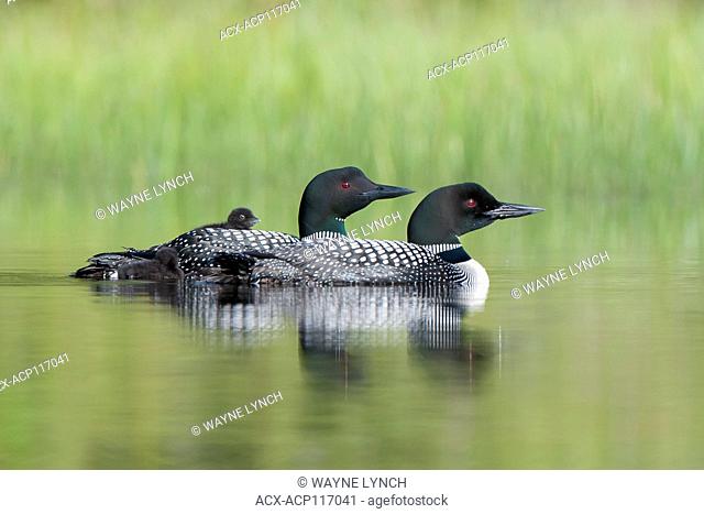 Adult common loon (Gavia immer) and chicks back-riding as they do for the first two weeks after hatching, central Alberta, Canada