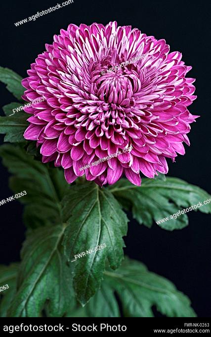 Chrysanthemum, Hybrid chrysanthemum, Single purple coloured flower growing outdoor