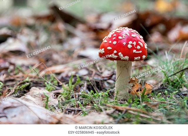 amanita muscaria - red toadstool in a forest. shallow depth of field