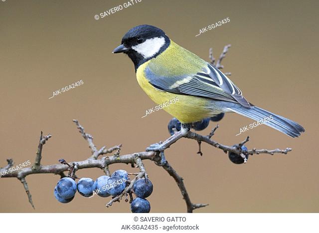 Great Tit (Parus major aphrodite), adult standing on blackthorn branch