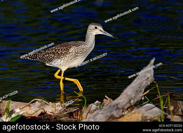 A greater yellowlegs shorebird ' Tringa melanoleuca', wading in the shallow water at the edge of a beaver pond in rural Alberta Canada