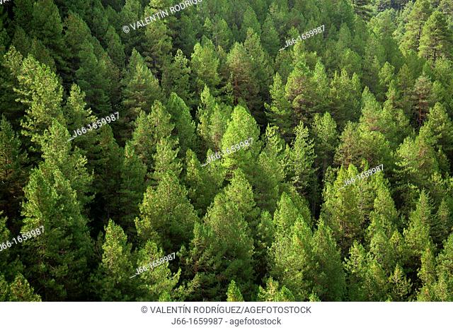 Scots pine forest in the Serranía de Cuenca