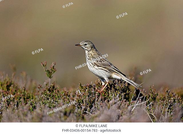 Meadow Pipit (Anthus pratensis) adult, perched on heather in moorland, Highlands, Scotland, May