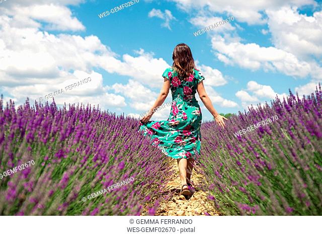 France, Provence, Valensole plateau, back view of woman walking among lavender fields in summer