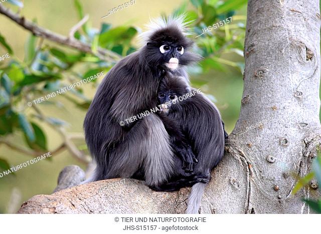 Dusky Leaf Monkey, (Trachypithecus obscurus), Presbytis obscura, mother with young on tree, Asia