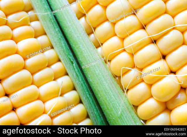 Delicious sweet fresh corn. cobs closeup
