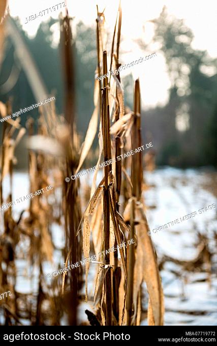 Maize in winter