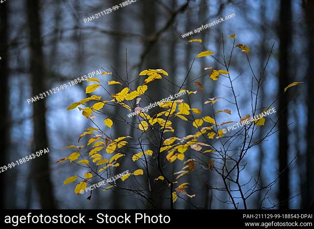 28 November 2021, Brandenburg, Treplin: Only a few yellow leaves still hang on the branches in an otherwise already bare forest
