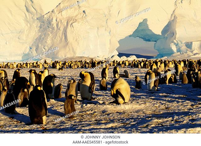 Emperor Penguin Rookery (Aptenodytes forsteri) Atka Bay, Antarctica