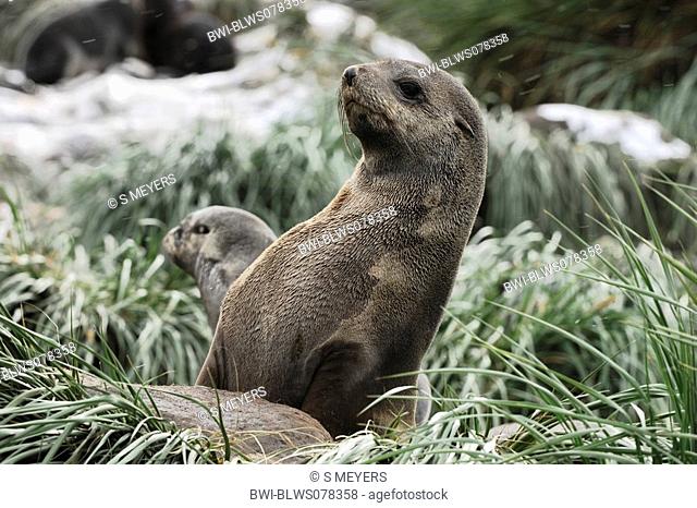 Antarctic fur seal Arctocephalus gazella, two juveniles between gras, Antarctica, Suedgeorgien