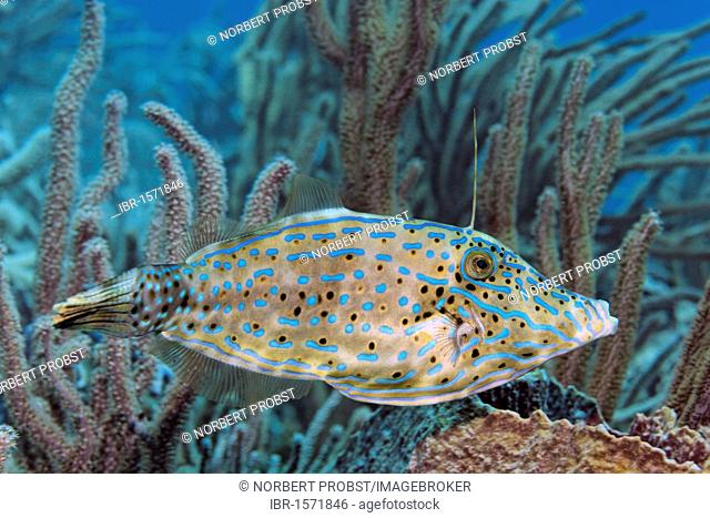 Scrawled Filefish (Aluteres scriptus) searching for hideaway between soft corals, Little Tobago, Speyside, Trinidad and Tobago, Lesser Antilles, Caribbean Sea