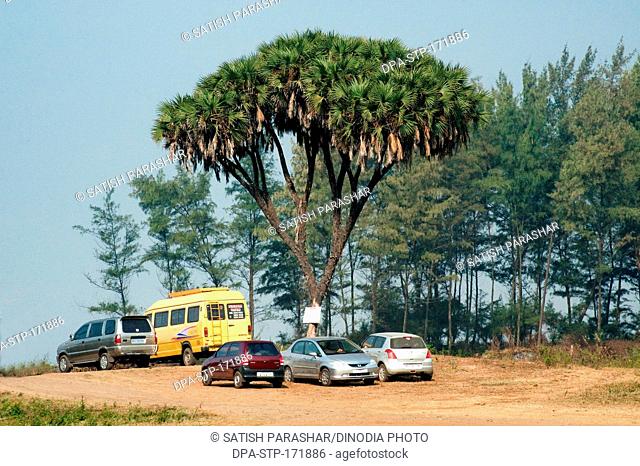 Car parking at branching palm hyphaene dichotoma , Alibag , Maharashtra , India