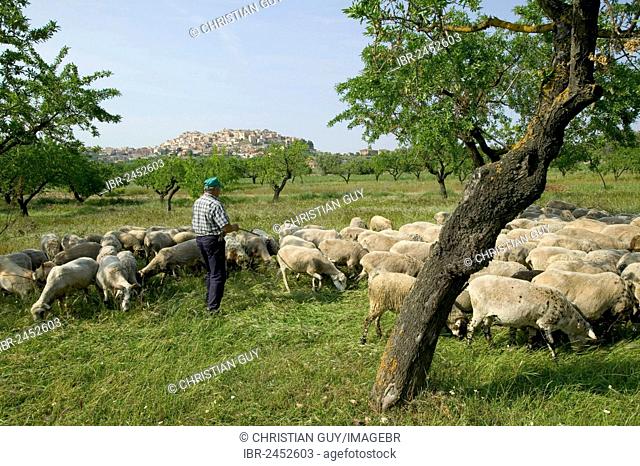 Shepherd with his herd of ewes, village of Horta de San Juan at back, Els Ports Natural Park, Catalonia, Spain, Europe