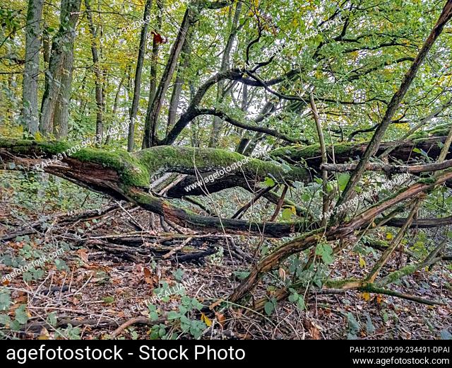 28 October 2023, Hesse, Wiesbaden: Fallen trees rot in the Taunus forest. Photo: Markus Scholz/dpa. - Wiesbaden/Hesse/Germany