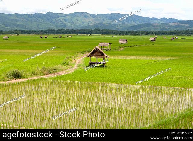 Reisfeld im Luang Namtha Tal, Laos