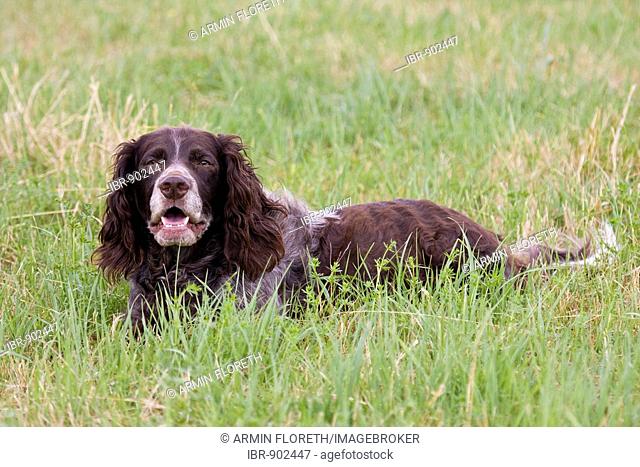 Deutscher Wachtelhund or German Quail Dog, hunting dog lying in a meadow