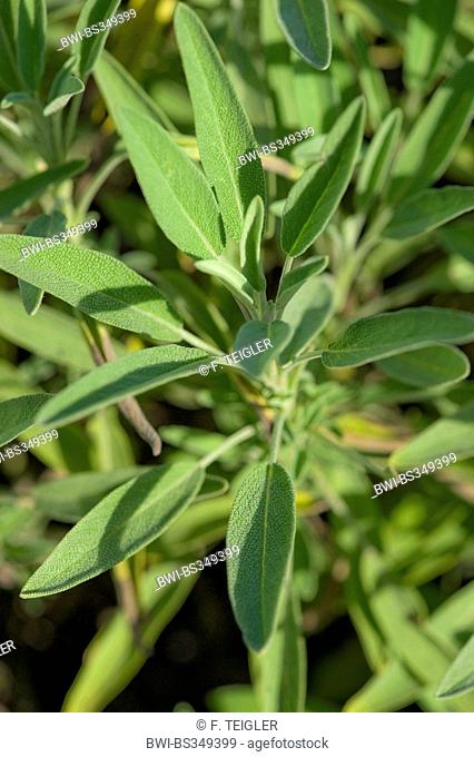 common sage, kitchen sage (Salvia officinalis), leaves