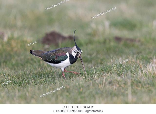 Northern Lapwing (Vanellus vanellus) adult male, standing on grassland pulling worm, Suffolk, England, UK, March