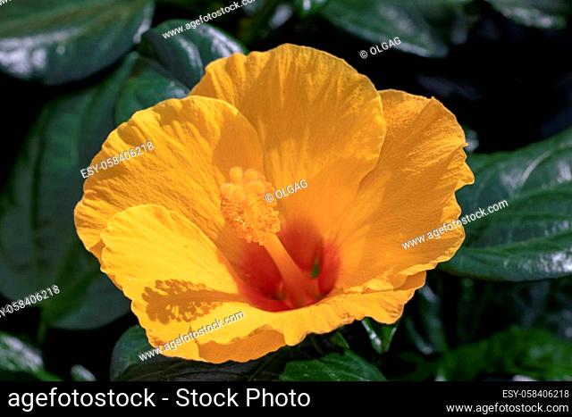Selective focus on a beautiful blooming yellow hibiscus flower on a sunny day. Spring concept. Macro