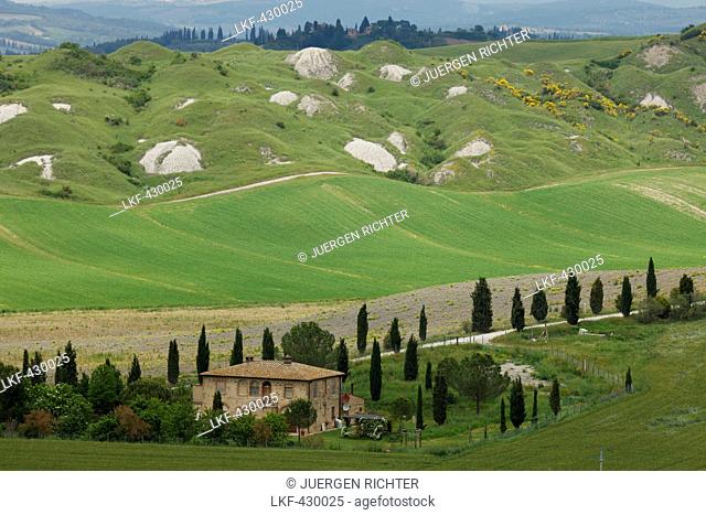 Crete Senesi, typical Tuscan landscape with clay hills and cypresses, Val d'Orcia, Orcia valley, UNESCO World Heritage Site, near Taverne d'Arbia