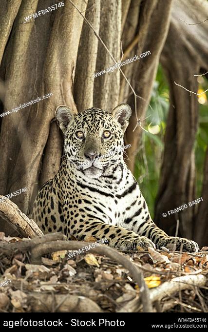 Jaguar, Panthera onca, Pantanal, Mato Grosso, Brazil
