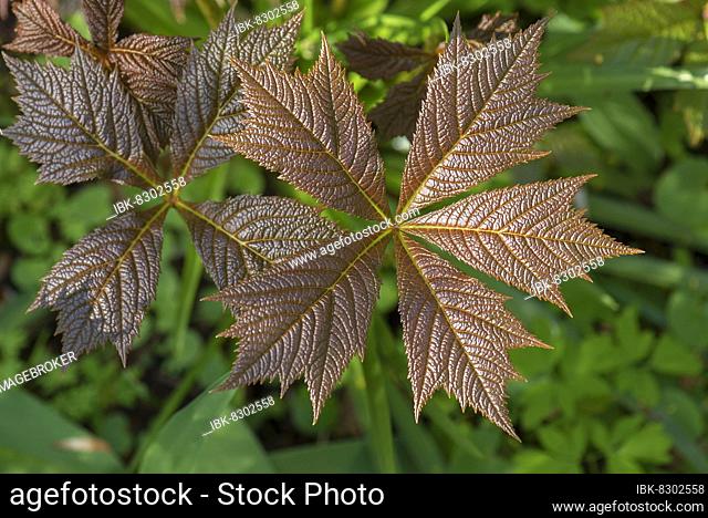 Leaves of show-leaf red (Rodgersia podophylla), Botanical Garden, Erlangen, Middle Franconia, Bavaria, Germany, Europe