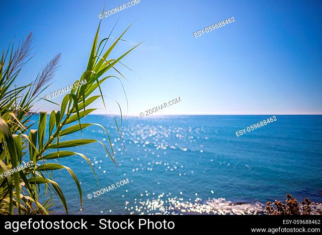 in the foreground is an oriental plant and in the background is the blue sea in beautiful weather