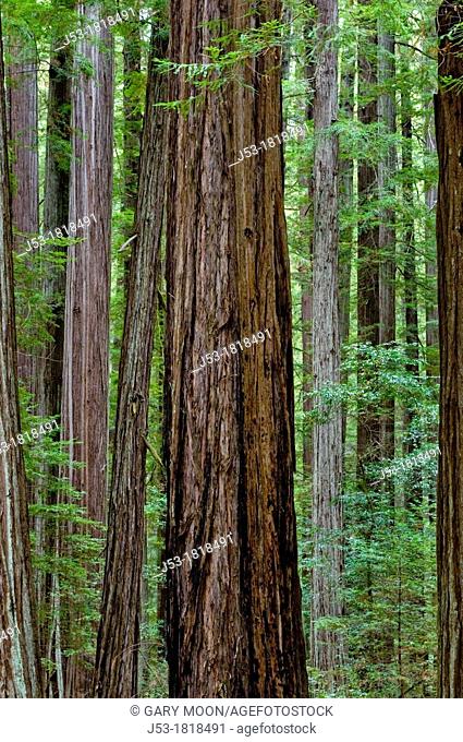 Detail of redwood trunks in old growth coast redwood forest, Humboldt Redwoods State Park, Humboldt County, California