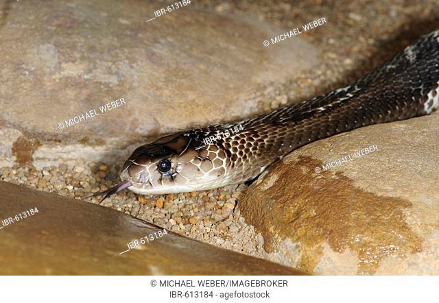 Spectacled or Indian Cobra (Naja naja kaouthia)