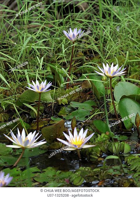 Water lilies taken at Stutong Forest Reserve Parks, Kuching, Sarawak, Malaysia