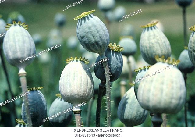 Opium poppy seed heads in the field