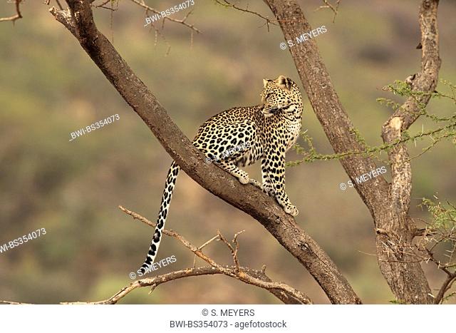 leopard (Panthera pardus), sitting in a tree and looking back, Kenya, Samburu Game Reserve