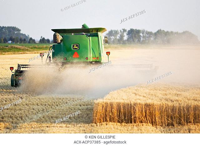 Combine harvesting wheat crop on Canadian Prairie. Near Winkler, Manitoba, Canada